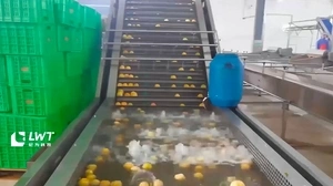 Línea de producción de melocotón enlatado