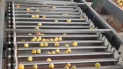 Clasificadora de rodillos