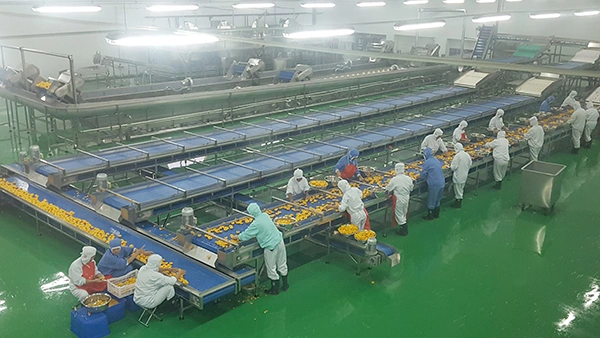 Línea de producción de melocotón enlatado