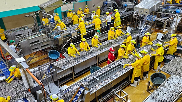Línea de producción de sardinas