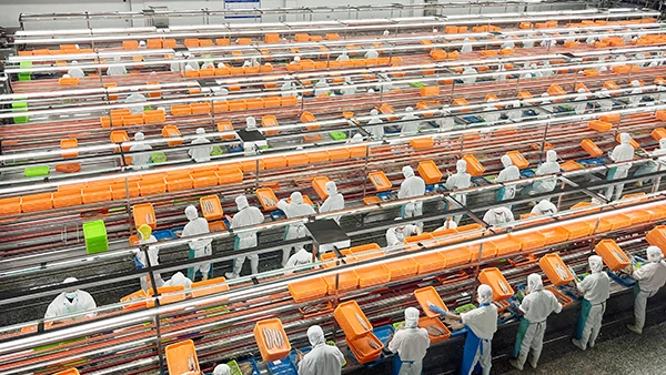 Línea de producción de atún